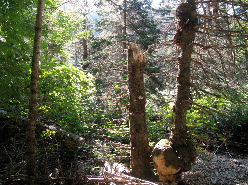 Burls on dead spruce trees in MacLean's Intervale.